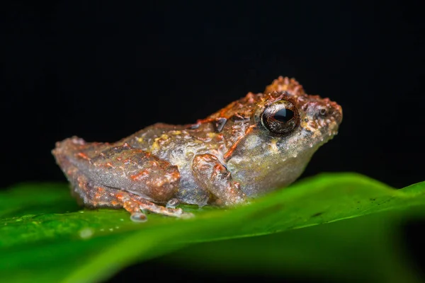 Makro Snímky Krásných Žába Ostrova Borneo — Stock fotografie