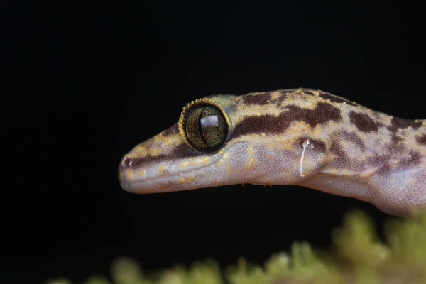 Красиві Кінабалу Кут Короткопалий Gecko Cyrtodactylus Baluensis Kundasang Борнео Кінабалу — стокове фото