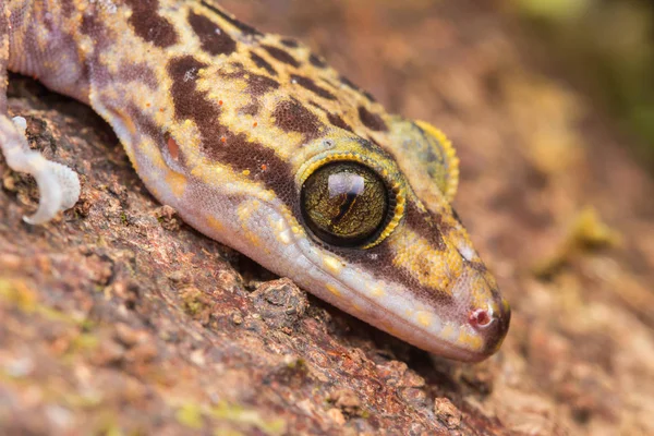 Красиві Кінабалу Кут Короткопалий Gecko Cyrtodactylus Baluensis Kundasang Борнео Кінабалу — стокове фото