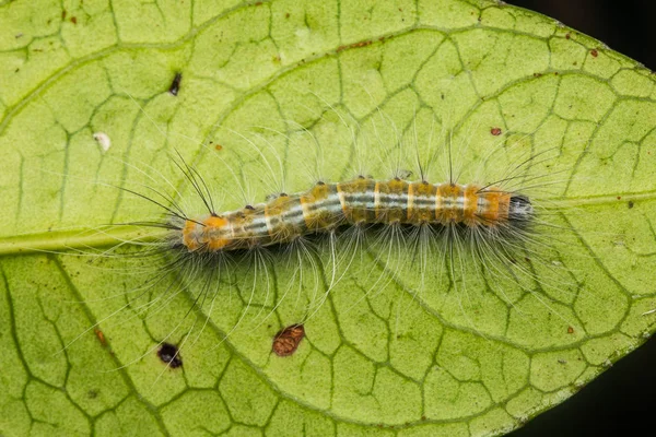 サバ州 ボルネオ島のかわいい毛虫 — ストック写真