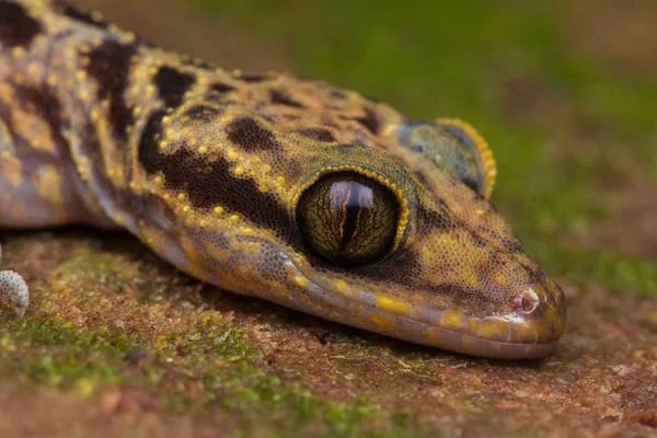 Красиві Кінабалу Кут Короткопалий Gecko Cyrtodactylus Baluensis Kundasang Борнео Кінабалу — стокове фото