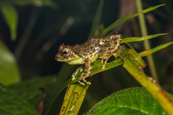 Borneo Adası Nın Güzel Görüntü Kurbağa Makro — Stok fotoğraf