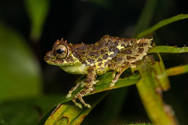 Obraz Piękna Żaba Makro Wyspy Borneo — Zdjęcie stockowe