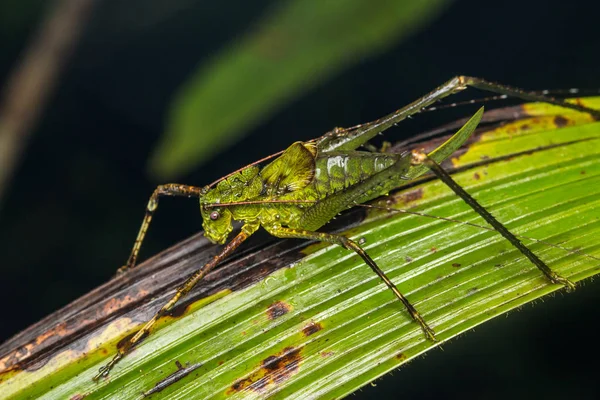 Imagem Macro Katydid Verde Ilha Bornéu — Fotografia de Stock