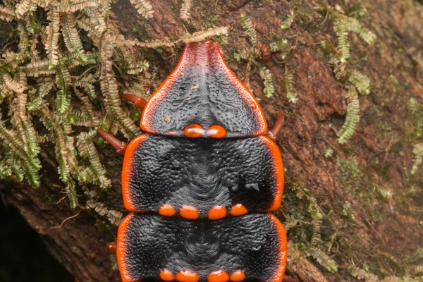 Trilobite Beetle Close Trilobite Beetle Duliticola Rare Insect Borneo — Stock Photo, Image
