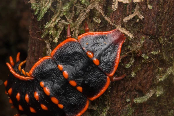 Escarabajo Trilobite Primer Plano Del Escarabajo Trilobite Duliticola Insecto Raro — Foto de Stock