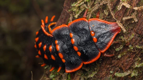 Trilobite Beetle Крупным Планом Trilobite Beetle Duliticola Редкое Насекомое Борнео — стоковое фото