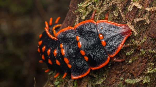 Trilobiet Kever Close Van Trilobiet Kever Duliticola Een Zeldzaam Insect — Stockfoto