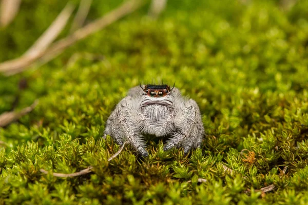 Jumping Spider on green moss with blur background , Close-up of Jumping Spider , Jumping Spider of Borneo