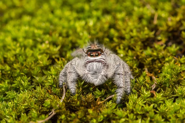 Jumping Spider on green moss with blur background , Close-up of Jumping Spider , Jumping Spider of Borneo