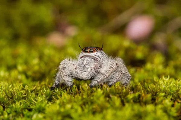 Skákání Pavouk Zeleným Mechem Rozostření Pozadí Detail Jumping Spider Skákání — Stock fotografie