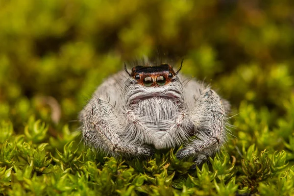 Araña Saltando Sobre Musgo Verde Con Fondo Borroso Primer Plano —  Fotos de Stock