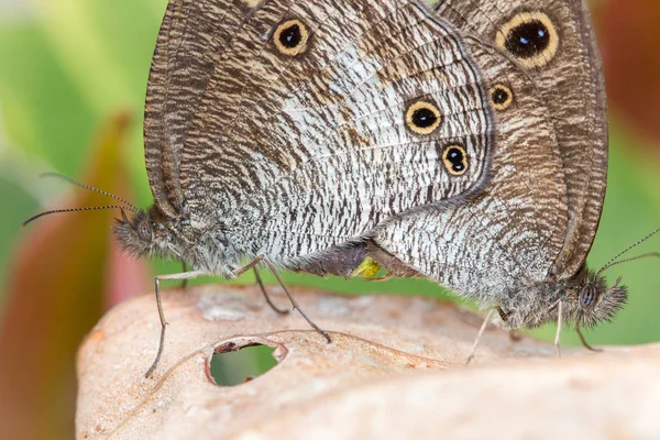 婆罗洲岛 Maiting 蝴蝶的宏观形象 — 图库照片