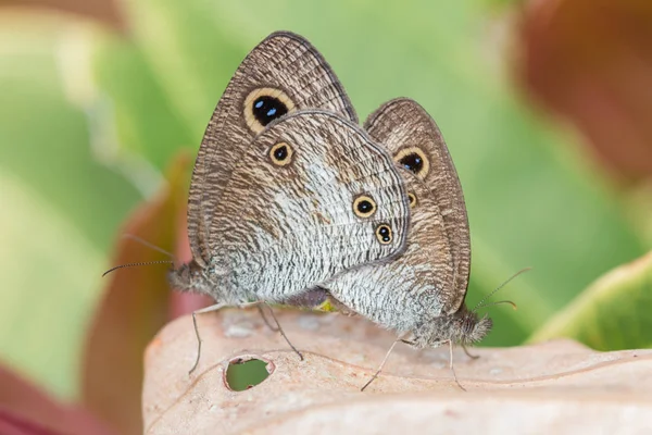 Macro Imagen Maiting Mariposa Isla Borneo —  Fotos de Stock