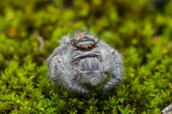 Ugrás Pók Zöld Moha Életlenítés Háttér Jumping Spider Közelről Jumping — Stock Fotó