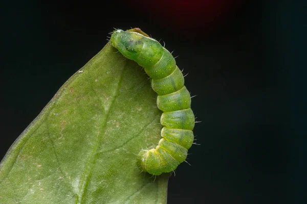 Macro Imagen Hermosa Oruga Verde Hoja Verde — Foto de Stock