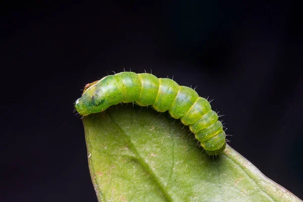 Macro Foto Van Mooie Groene Caterpillar Groen Blad — Stockfoto
