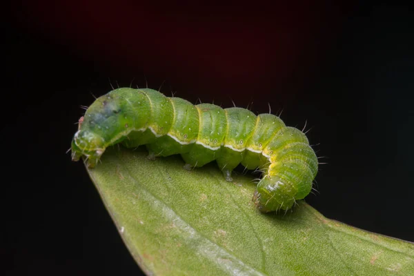 Imagem Macro Bela Lagarta Verde Folha Verde — Fotografia de Stock