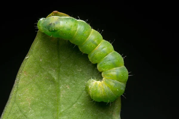 Imagem Macro Bela Lagarta Verde Folha Verde — Fotografia de Stock