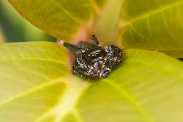 Araña Saltando Sobre Musgo Verde Con Fondo Borroso Primer Plano —  Fotos de Stock