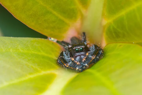 Jumping Spider on green moss with blur background , Close-up of Jumping Spider , Jumping Spider of Borneo
