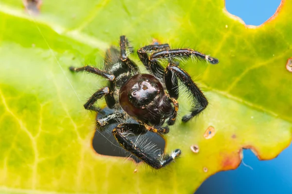 Görüntü Arka Plan Atlama Örümcek Yakın Çekim Borneo Örümcek Atlama — Stok fotoğraf