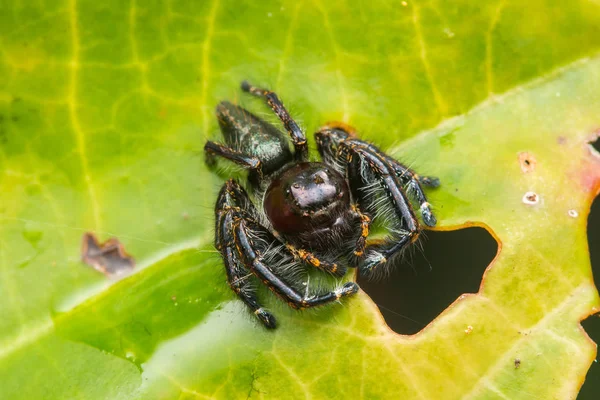 Springspinne Auf Grünem Moos Mit Unscharfem Hintergrund Nahaufnahme Springende Spinne — Stockfoto