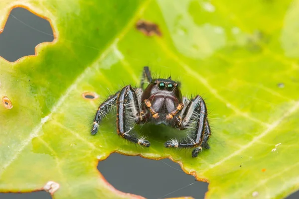 클로즈업의 보르네오의 점프와 이끼에 거미를 — 스톡 사진