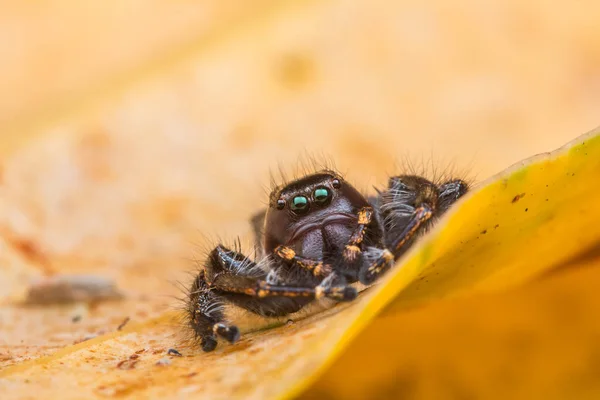 Görüntü Arka Plan Atlama Örümcek Yakın Çekim Borneo Örümcek Atlama — Stok fotoğraf