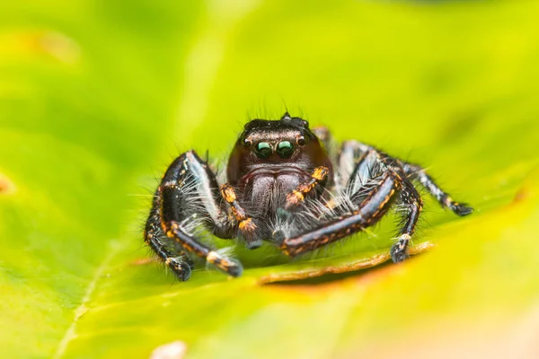 Spider Sautant Sur Mousse Verte Avec Fond Flou Gros Plan — Photo