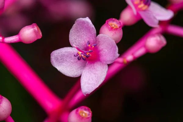 Gros Plan Fleur Rose — Photo