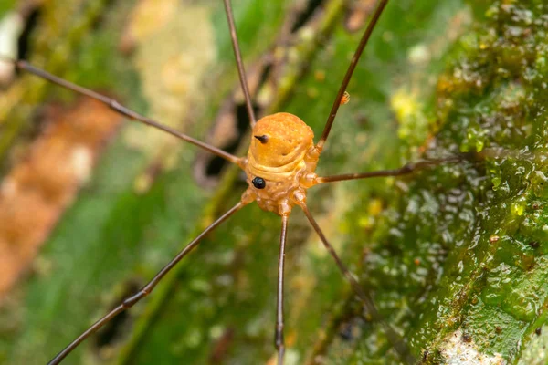 정글에 거미의 클로즈업 — 스톡 사진