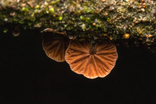 Hongos Selva Isla Borneo —  Fotos de Stock