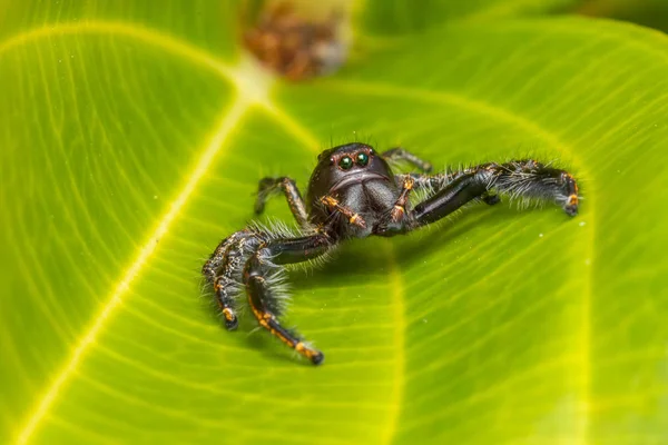 Jumping Spider on green moss with blur background , Close-up of Jumping Spider , Jumping Spider of Borneo