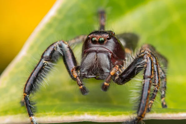 跳跃蜘蛛在绿色青苔以模糊背景 跳跃的蜘蛛特写 婆罗洲跳跃的蜘蛛 — 图库照片
