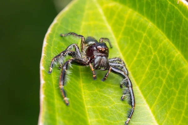 Jumping Spider on green moss with blur background , Close-up of Jumping Spider , Jumping Spider of Borneo