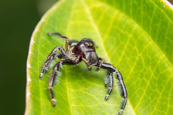 Jumping Spider on green moss with blur background , Close-up of Jumping Spider , Jumping Spider of Borneo