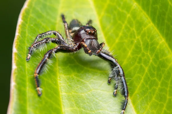 Spider Springen Groene Mos Met Vervaging Achtergrond Close Van Springen — Stockfoto