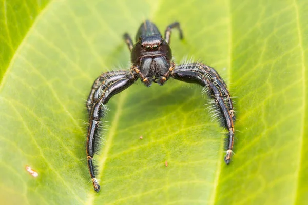 Spider Springen Groene Mos Met Vervaging Achtergrond Close Van Springen — Stockfoto