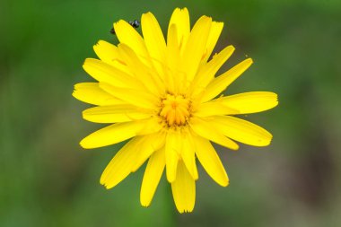 Soyut bulanıklık için arka plan karahindiba / soyut karahindiba / Blur Karahindiba arka planı için