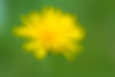 Soyut bulanıklık için arka plan karahindiba / soyut karahindiba / Blur Karahindiba arka planı için