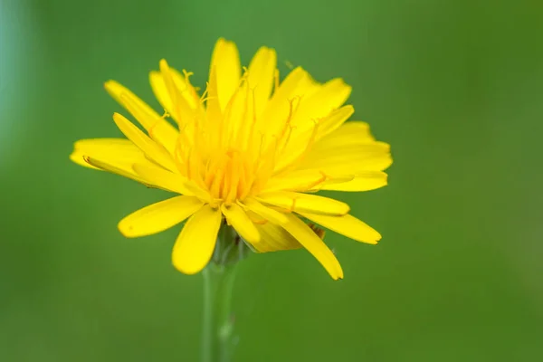 Abstract Blur Dandelion Background Abstract Dandelion Blur Dandelion Background — Stock Photo, Image