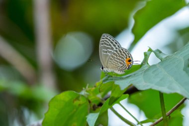 Sabah doğa, kelebek, Kelebek Doğa ışık ile Close-up kelebek sinek