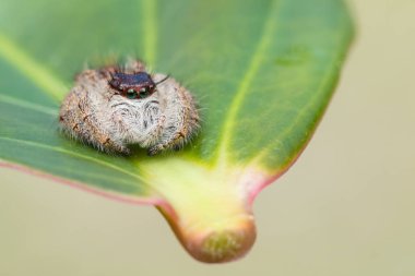Örümcek atlama, atlama ve Borneo örümcek, örümcek, güzel atlama örümcek atlama yakın çekim