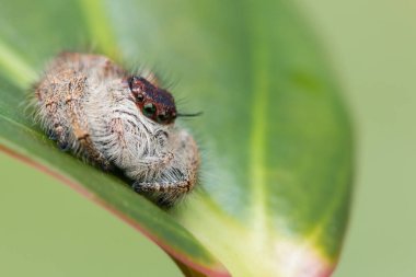 Örümcek atlama, atlama ve Borneo örümcek, örümcek, güzel atlama örümcek atlama yakın çekim