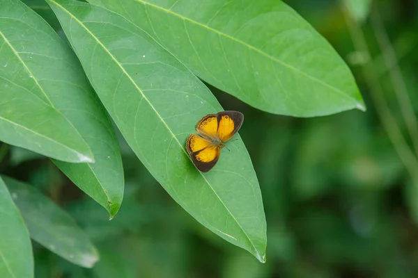 Motyl Mucha Rano Charakter Zbliżenie Motyl Motyl Natura Światła — Zdjęcie stockowe