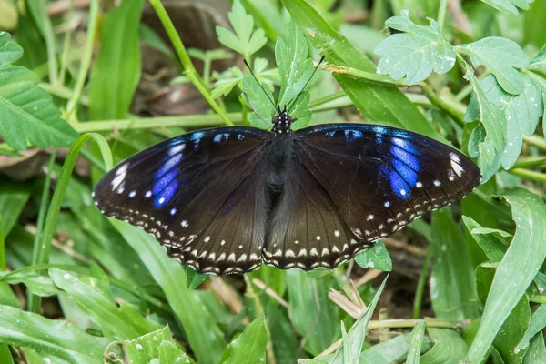 Mariposa Mosca Naturaleza Mañana Primer Plano Mariposa Mariposa Con Luz —  Fotos de Stock