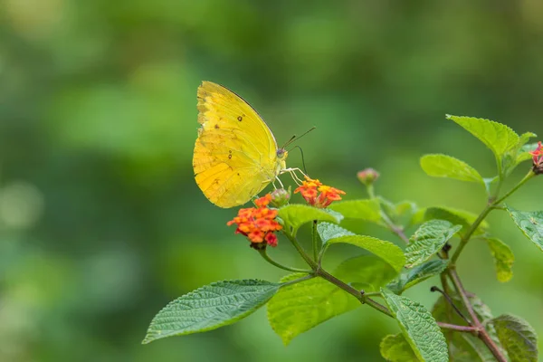 Papillon Dans Nature Matin Gros Plan Sur Papillon Papillon Avec — Photo