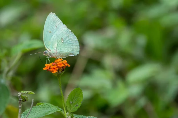 Papillon Dans Nature Matin Gros Plan Sur Papillon Papillon Avec — Photo