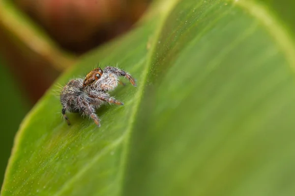 Gros Plan Araignée Sauteuse Spider Sauteuse Bornéo Spider Sauteuse Belle — Photo